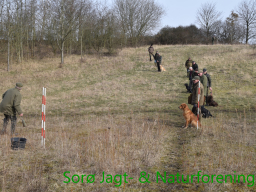 Hundetræning forår 2015